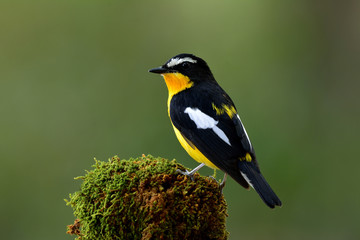 Yellow-rumped flycatcher or Korean Flycatcher (Ficedula zanthopy