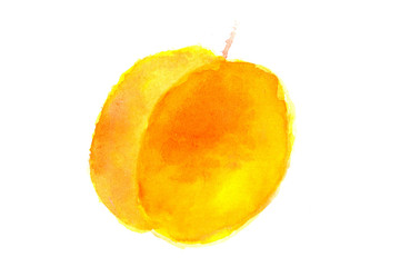 Apricot in watercolor