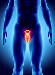 Reproductive system male, medical concept.