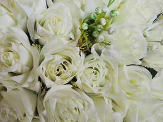 White rose flower on the background