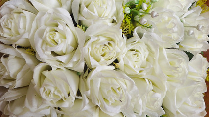 White rose flower on the background