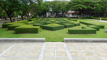 Fukien Tea, Philippine Tea decorated garden