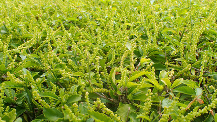 Selective focus on the green tip of Fukien Tea, Philippine Tea 