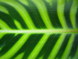 Closed up to pattern of colorful of green fern 