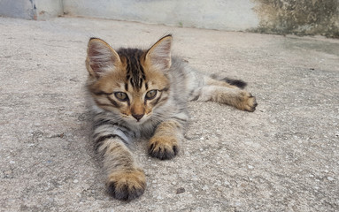 Kitty lying on the floor