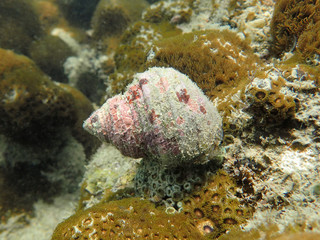 Turban shell grazing algae on the floor
