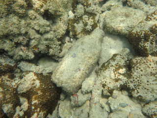 Glass bottle is a garbage in the coral reef