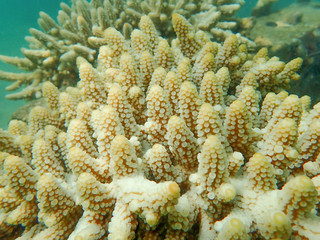 Branching coral, Staghorn coral 