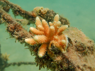 Branching coral, Staghorn coral 