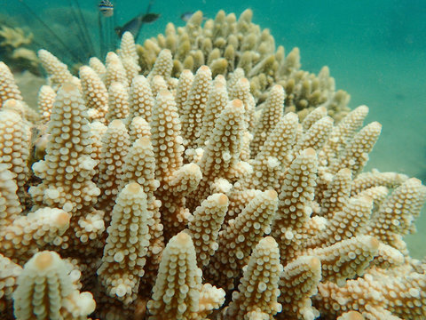 Branching coral, Staghorn coral 