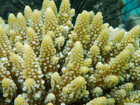 Branching coral, Staghorn coral 