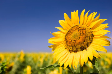 Close up photo of sunflower against blue sky