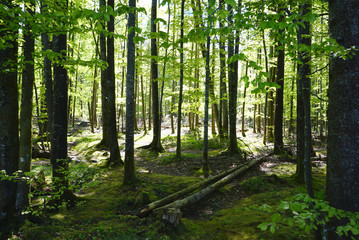 Pine tree forest with light background