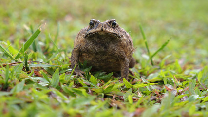 Toad Try To Be Bigger