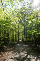 Pine tree forest with light background