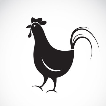 Vector image of an chicken design on white background.