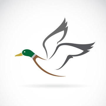 Vector of flying wild duck design on white background. Birds. Animals.