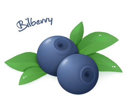 vector illustration of realistic isolated ripe bilberry with leaves