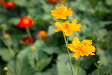 Yellow cosmos flowers garden close up.