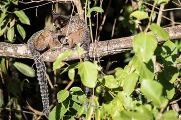 Two little mokeys on the tree in Serra da Canastra, Minas Gerais