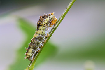Caterpillar