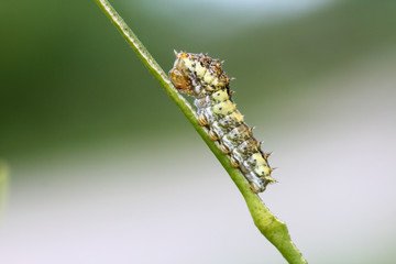 Caterpillar