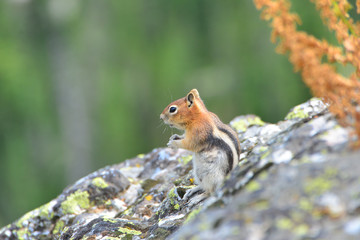golden-mantled ground squirrel is a type of ground squirrel foun