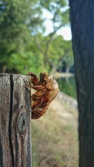 池の畔の蝉の脱け殻