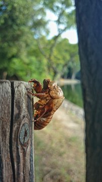 池の畔の蝉の脱け殻