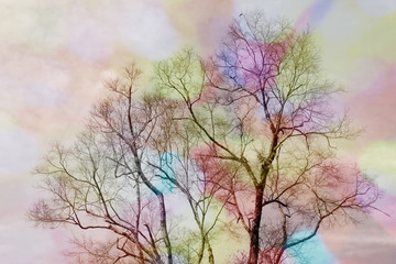 Focus blur branch branches bright light..