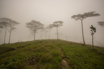 Fototapeta na wymiar pine tree forest at Phu Soi Dao national park Uttaradit province