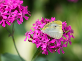 Cabbage butterfly sucking honey of pink flower