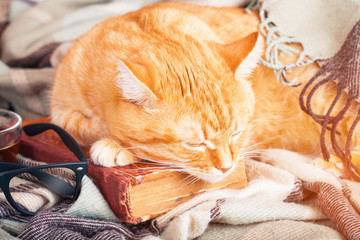 Cute ginger cat sleeping on a book