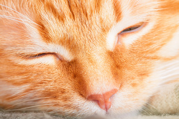 Cute adult sleeping red cat