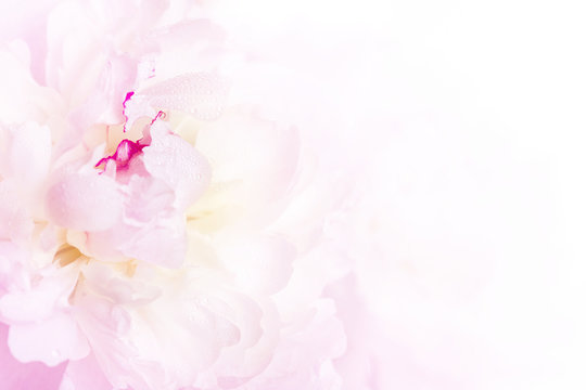 Fototapeta Gentle pink peony flower close-up