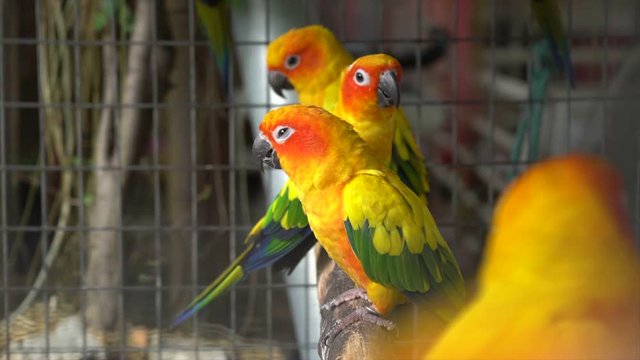 parrots in a cage