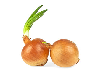 Onions bulb with growing greens isolated on white background