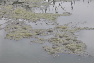 水面　水草　湖　池