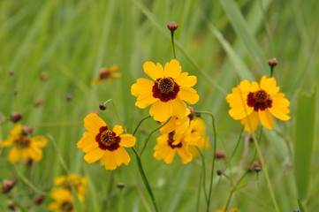 キンセンカ　カレンデュラ　ガザニア　ルドベキア
