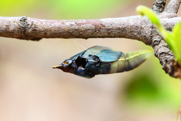 Chrysalis Butterfly