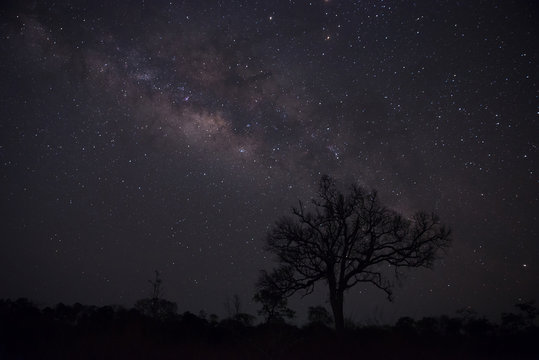 Silhouette of lonely tree with milky way