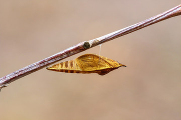 Chrysalis Butterfly