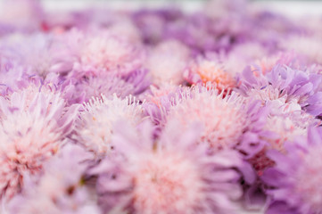Violet flowers closeup, blurred blossom background. Placer of purple asters
