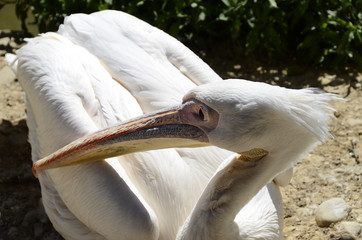 white pelicans