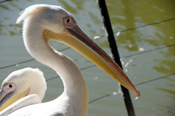 white pelicans