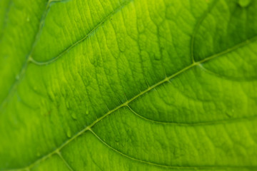 Beautiful green leaf texture pattern