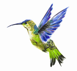 Isolated watercolor hummingbird on white background. Tropical bird from exotic fauna. Colorful wildlife.