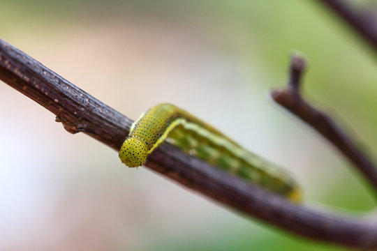 Caterpillar