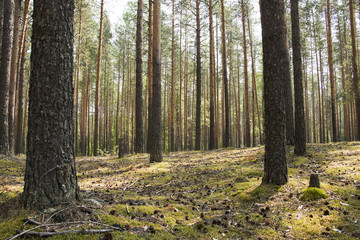 Pine forest in a nice summer day
