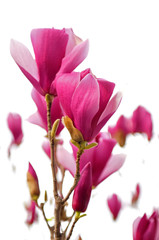 magnolia